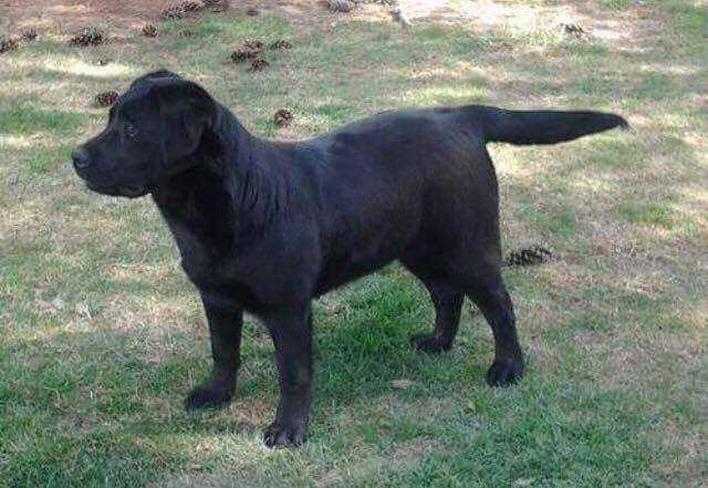 COWAN LAKE'S GIFT OF GAB