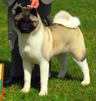 AKC GCH Alchemist Skyes The Limit At Meraki