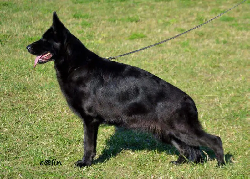 SG Olga von Turenhof