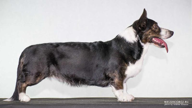 Aethwy Queen Of Rain