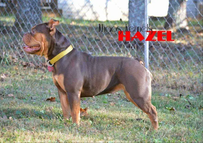 GRAND CHAMPION MISS HAZEL OF KHAOS KENNELS