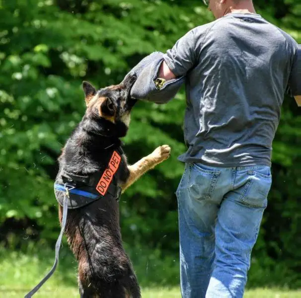 Raketenhund Mia Von Dak