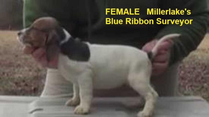 Millerlake's Blue Ribbon Surveyor