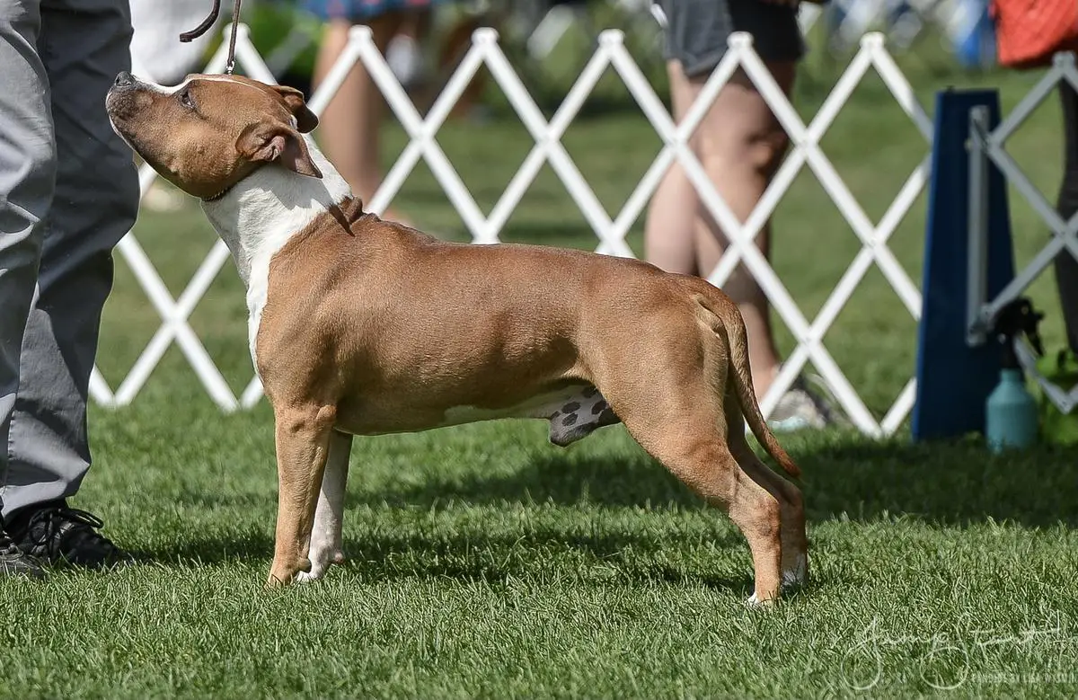 GCH. Bo Jangles vom Hause Manhartsberg