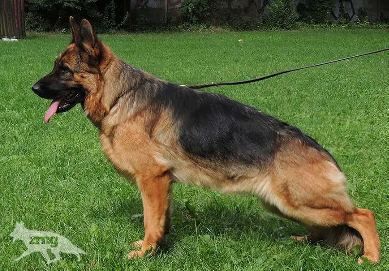 ADEL z Mylnej Gromady