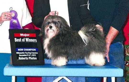 INT CH, AKC GCH DANDY DAISEY WARRIOR JOCKEY SMURF