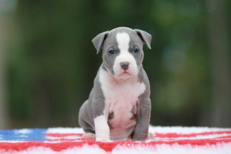 American staffordshire terrier store bebe