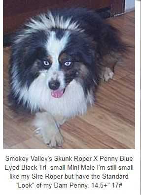 Smokey Valleys Skunk