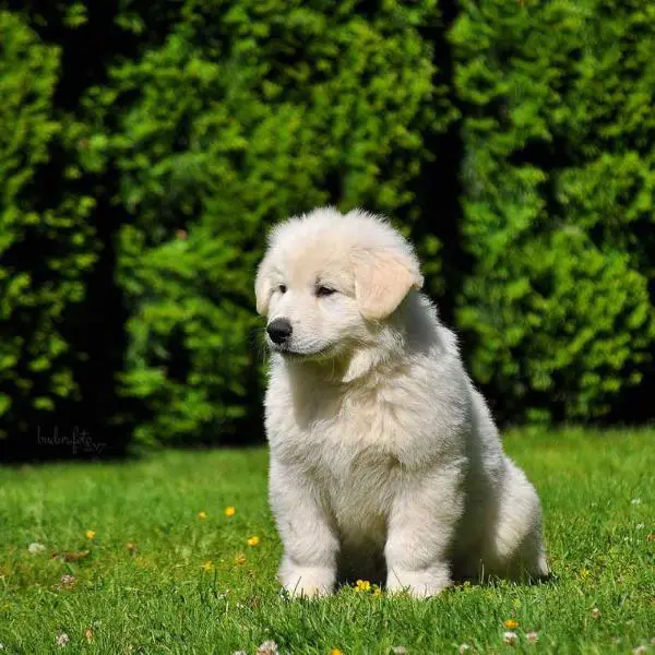 Half of me Asja Swiss Dream