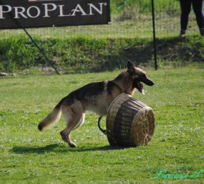 Recommandé, Champion de Travail  French Ring Frodon du Vallon de la Croix d'Estrine