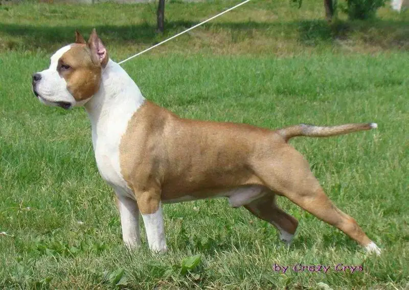 MULTI CH FAST AND FURIOUS BIG WALKERS'