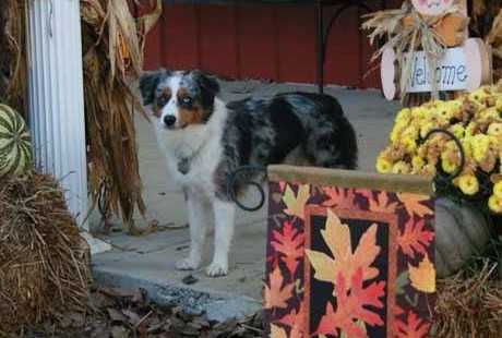 Patchworks Hollywood Star At Dovetail