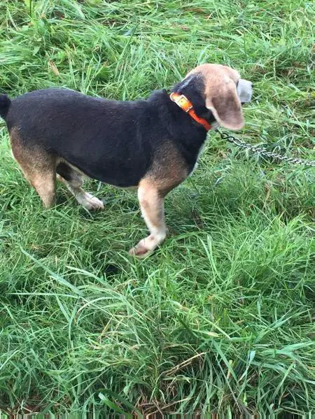 Reffetts Ky Mtn Black Palantir