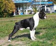 WIZARD BEAUTY GREMLINS