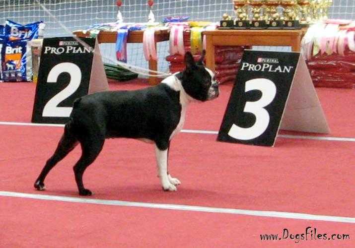 OKEANSKIY VETER ESTRADA