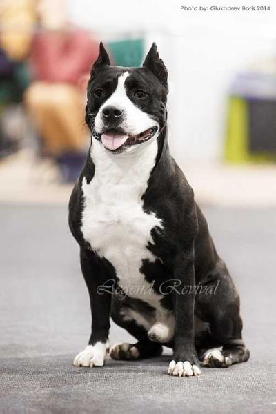 КCh.Rus ; KCHF Legend Revival Drago