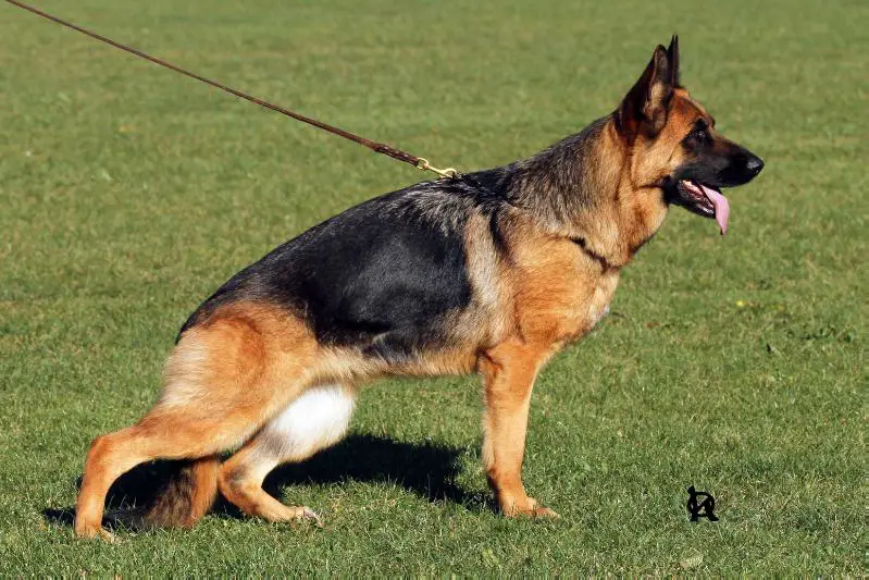 Tř. pracovní V9, Ronda Hartis Bohemia