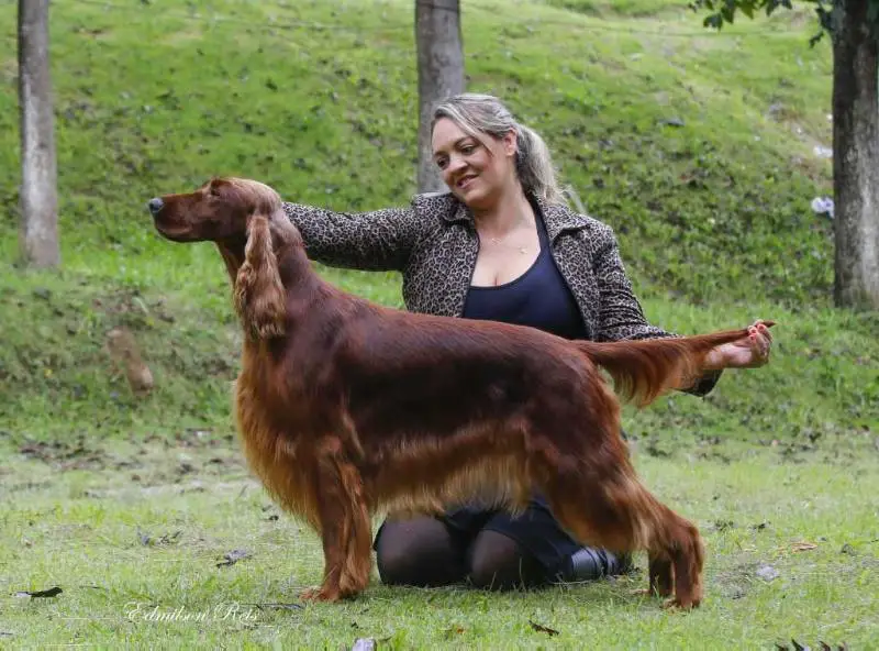 Br Pan Gr Ch Int Ch Triaccan Irish Ginga Pura