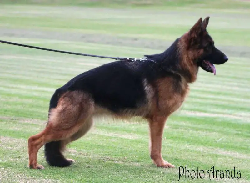 Mia du Val d'Anzin (LOF 701166)