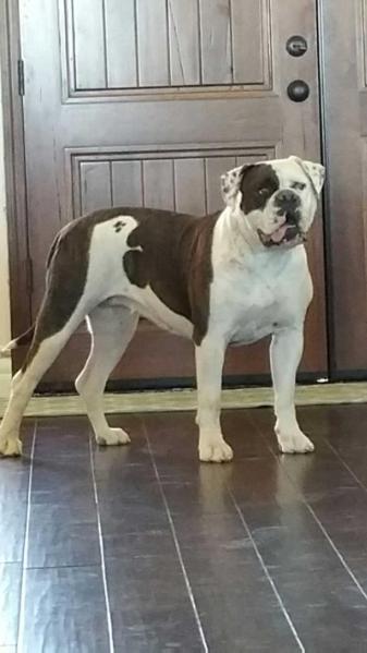 World ReNowned American Bulldog's Drita D'Fatso