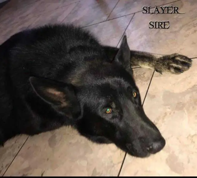 SLAYER 213