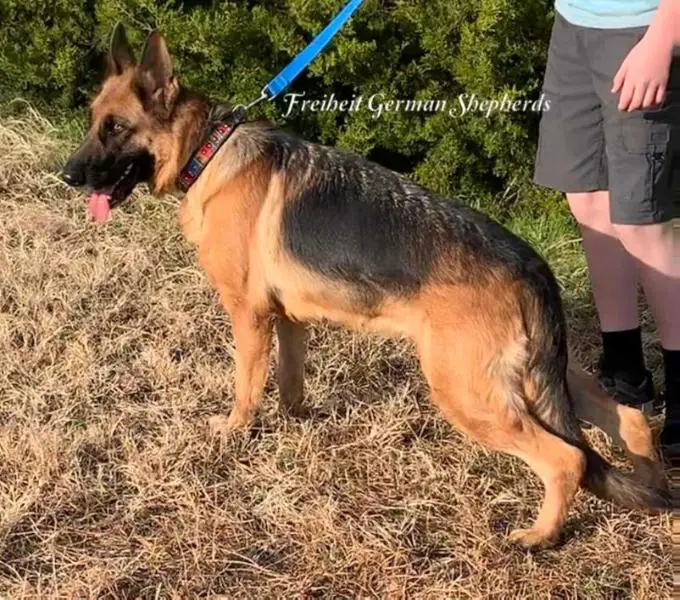 Princess Izzy Vom Freiheit