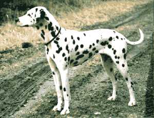 Franka von der Wunderburg