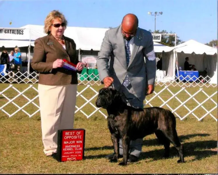 American Champion, BRONZE Raven's Stella Luna