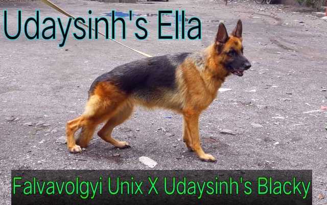 Udaysinh's Ella