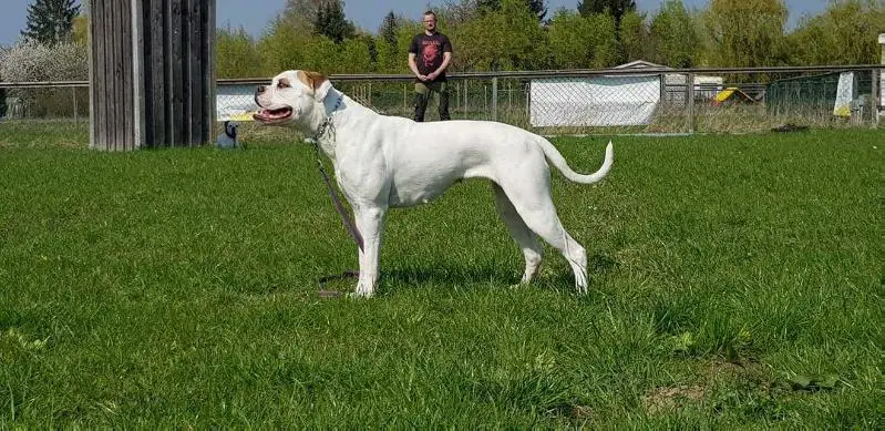 Dual Ch. Chestnut’s Little Wachiwi