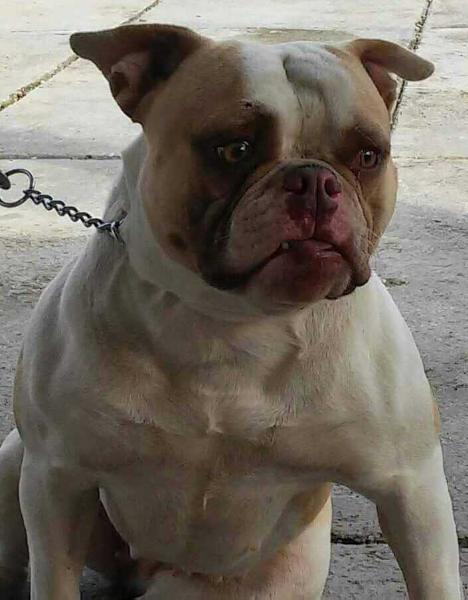 Big Buffalo Mini Sixx of Backyard