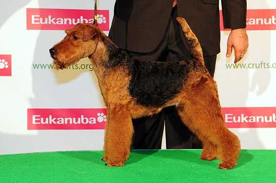 BIS, BISS, CH Noraly Of The New Husken
