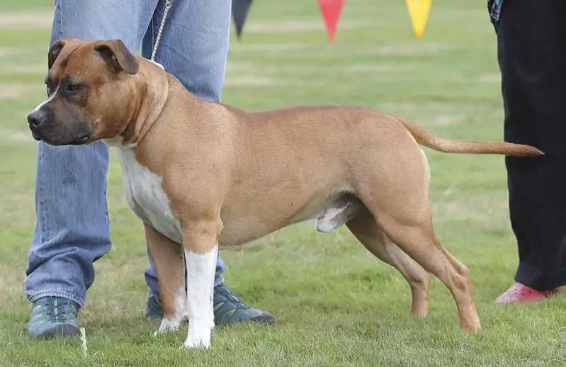 NZ CH Drycreek Fire Ball