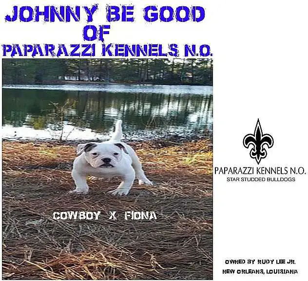 Johnny Be Good Of Paparazzi Kennels