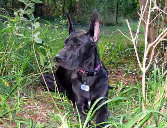 GCH, CH Payaso's Flight of Fancy do Alto Gavea