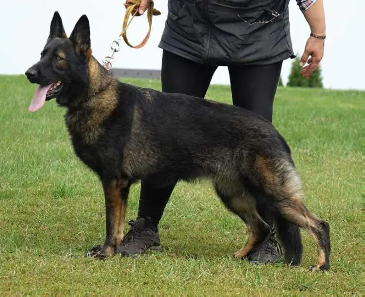 Eggi z Jirkova Dvora