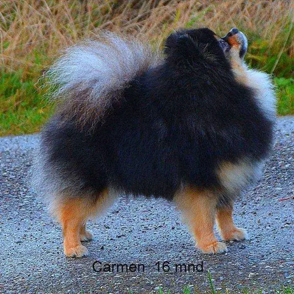 Jan-shars Queen Of Norway