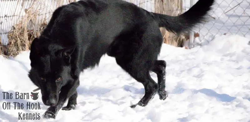 Pulse of My Bodyguard