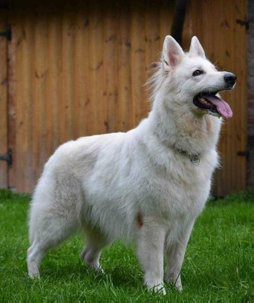 CAC, CACIB, BOB, BOG2 Vega (2013)