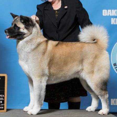 AKC GCH, UKC CH Huntmere Always In Your Corner At Mimar