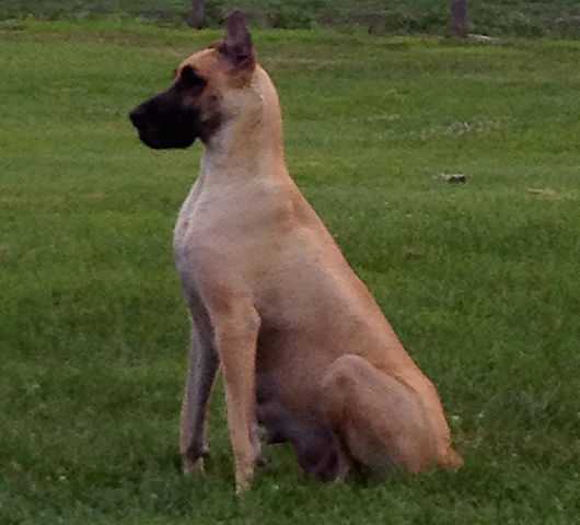 Castlerea's Mo Chara GRA