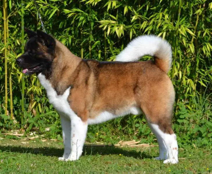 Lazzaro The Only One Du Lac Brule