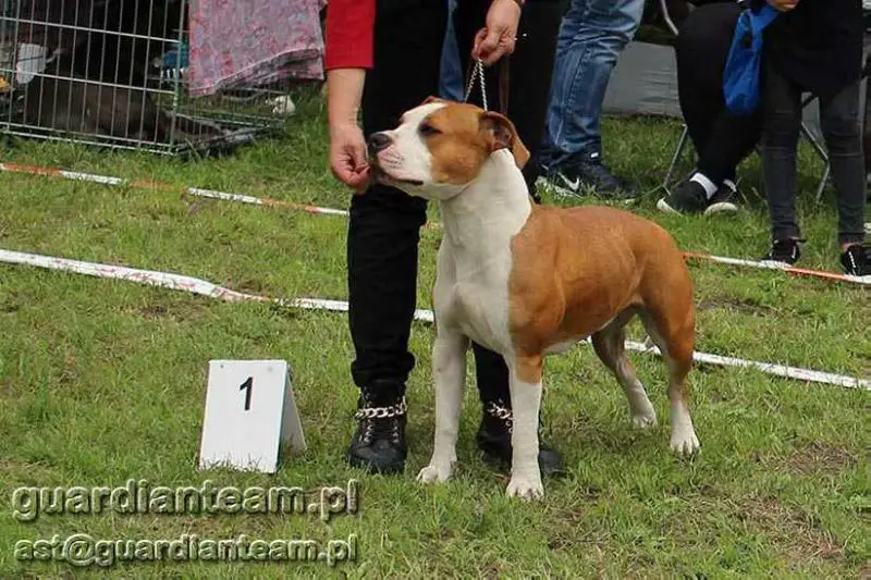 J. CH.PL, CH. PL. LEIA Guardian Team FCI