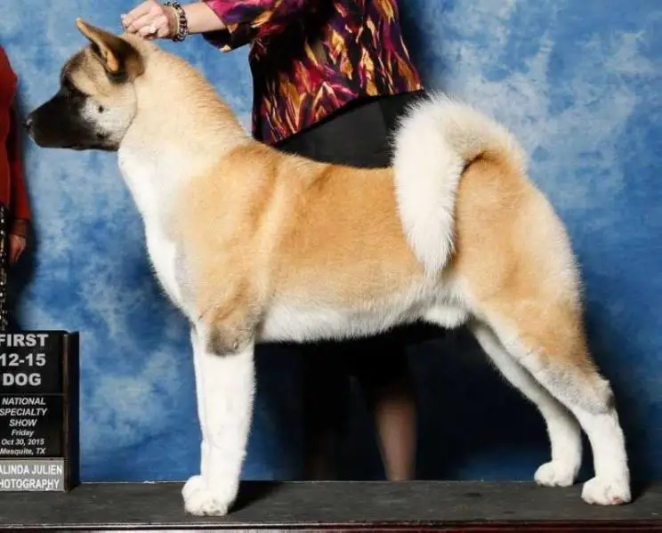 AKC CH CAS Man Of Steel At Shinto