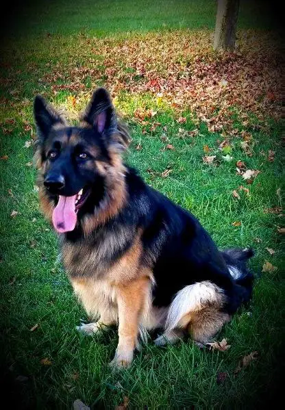 Hankerson's Omar