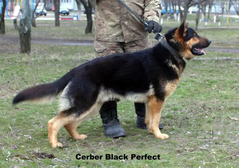 Cerberus Black Perfect