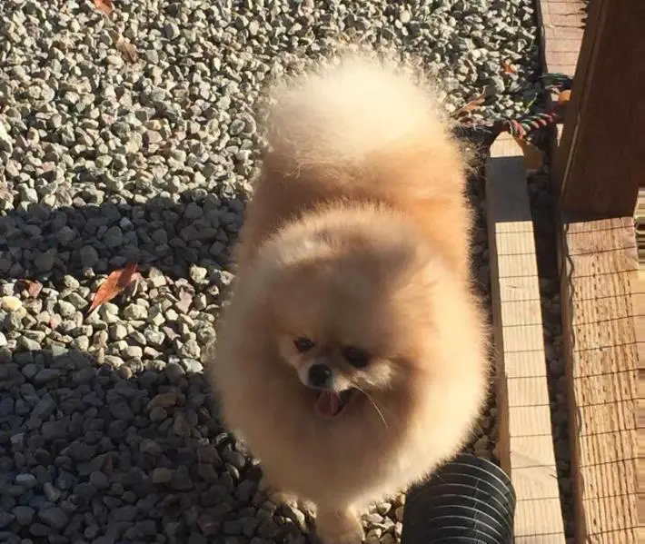 Chaynaya Roza Choices Berendeevoy Slobody