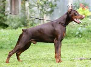 IZRAFEL ABE ATENTATOR