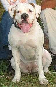 BULL-BATING DOG EDZINA
