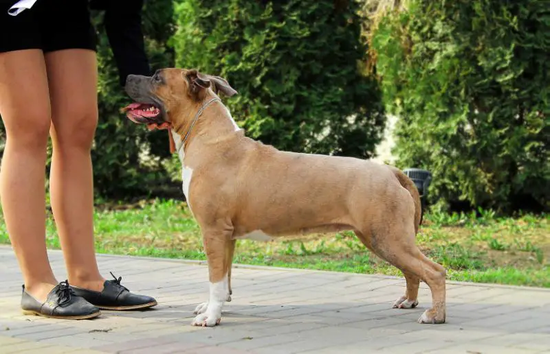 Viva Ricosta Rock Am Ring